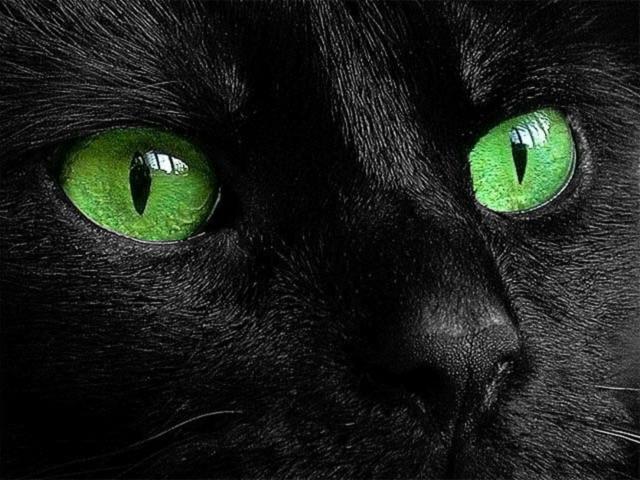 Черный кот с пентаграммой, схема для вышивки